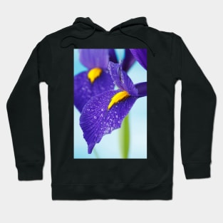 Iris  'Blue Pearl'  Dutch iris Hoodie